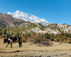 Exposition de photographies du Massif des Annapurnas (Jérôme Lavé et Marius Huber)