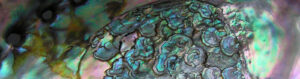 Lire la suite à propos de l’article Semi-quantitative μLIBS mapping of germanium diffusion between metal and silicate during planetary core–mantle segregation