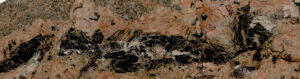 Lire la suite à propos de l’article Single quartz δ<sup>18</sup>O: A new frontier in detrital provenance analysis (Bengal Fan, IODP Expedition 354)