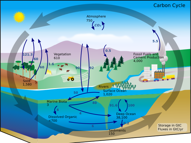 Cycle du carbone