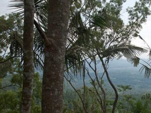 Forêt Bali