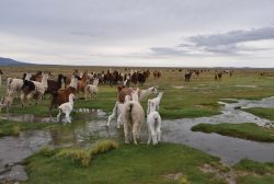 Photographie mission Bolivie