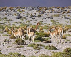 Photographie de l'exposition "Atacama : cap sur Mars"