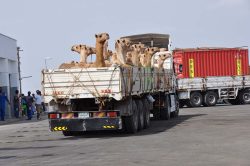Photographie de l'exposition "Mission sur le volcan Erta Ale en Afar"