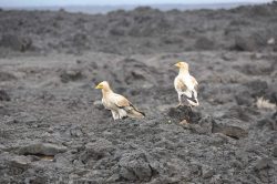 Photographie de l'exposition "Mission sur le volcan Erta Ale en Afar"