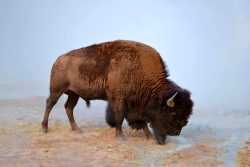 Exposition de photographies de Yellowstone (David Bekaert)