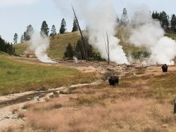 Exposition de photographies de Yellowstone (David Bekaert)