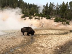 Exposition de photographies de Yellowstone (David Bekaert)