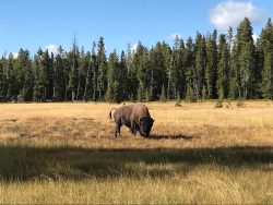 Exposition de photographies de Yellowstone (David Bekaert)