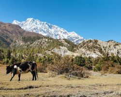 Exposition de photographies du Massif des Annapurnas (Jérôme Lavé et Marius Huber)